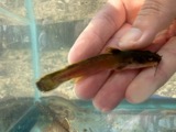 A photograph of the species Noturus flavus, not of this specimen
