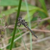 A photograph of the species Epitheca cynosura, not of this specimen