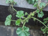 A photograph of the species Malva neglecta, not of this specimen