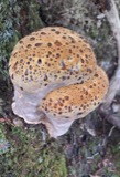 A photograph of the species Inonotus dryadeus, not of this specimen