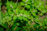 A photograph of the species Euphorbia humistrata, not of this specimen