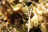 A photograph of the species Cephaloziella hampeana, not of this specimen