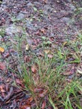 A photograph of the species Juncus tenuis, not of this specimen