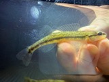 A photograph of the species Percina sciera, not of this specimen
