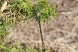 A photograph of the species Lestes dryas, not of this specimen