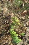 A photograph of the species Teucrium canadense, not of this specimen
