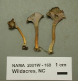 A photograph of the species Cantharellus infundibuliformis, not of this specimen