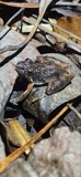 A photograph of the species Acris gryllus, not of this specimen