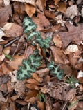 A photograph of the species Hydrophyllum macrophyllum, not of this specimen
