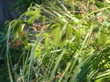 A photograph of the species Carex comosa, not of this specimen