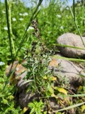 A photograph of the species Gamochaeta purpurea, not of this specimen