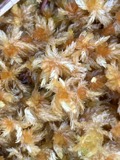 A photograph of the species Sphagnum tenellum, not of this specimen