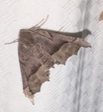 A photograph of the species Pero honestaria, not of this specimen
