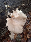 A photograph of the species Pleurotus ostreatus, not of this specimen