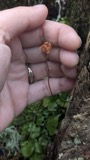 A photograph of the species Moneses uniflora, not of this specimen