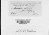 A photograph of the species Ramularia barbareae, not of this specimen