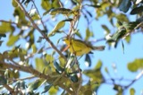 A photograph of the species Setophaga discolor, not of this specimen