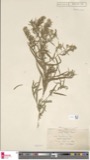 A photograph of the species Aster longifolius, not of this specimen
