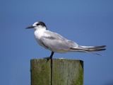 A photograph of the species Sterna hirundo, not of this specimen