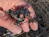 A photograph of the species Solidago rigida, not of this specimen