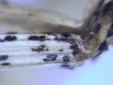 A photograph of the species Colletotrichum graminicola, not of this specimen