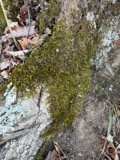 A photograph of the species Leucodon brachypus, not of this specimen