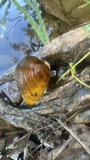 A photograph of the species Pleurobema clava, not of this specimen