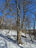 A photograph of the species Betula alleghaniensis, not of this specimen