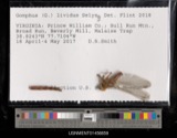 A photograph of the species Gomphus lividus, not of this specimen