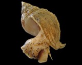 A photograph of the species Buccinum undatum, not of this specimen