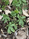 A photograph of the species Potentilla recta, not of this specimen