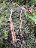 A photograph of the species Hypholoma radicosum, not of this specimen