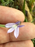 A photograph of the species Lobelia kalmii, not of this specimen