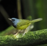 A photograph of the species Geothlypis philadelphia, not of this specimen