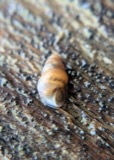 A photograph of the species Pomatiopsis lapidaria, not of this specimen