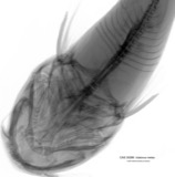 A photograph of the species Ictalurus melas, not of this specimen