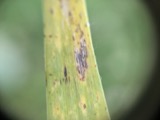 A photograph of the species Puccinia iridis, not of this specimen