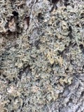 A photograph of the species Lobaria pulmonaria, not of this specimen
