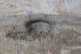 A photograph of the species Hirundo rustica, not of this specimen