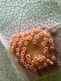 A photograph of the species Puccinia peridermiospora, not of this specimen