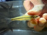 A photograph of the species Hybopsis Agassiz, not of this specimen