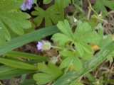 A photograph of the species Geranium pusillum, not of this specimen