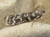 A photograph of the species Dioryctria abietivorella, not of this specimen
