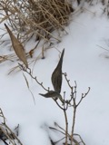 A photograph of the species Asclepias incarnata, not of this specimen