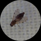 A photograph of the species Culicoides Latreille, not of this specimen