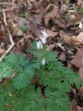 A photograph of the species Dicentra cucullaria, not of this specimen