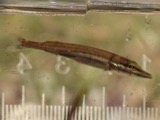 A photograph of the species Esox americanus, not of this specimen