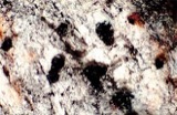 A photograph of the species Arthothelium spectabile, not of this specimen