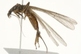 A photograph of the species Acroneuria internata, not of this specimen