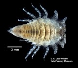 A photograph of the species Chiridotea coeca, not of this specimen